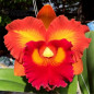 Rlc Nakornchaisri Delight N2 Adulta