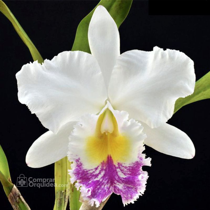 BC Pastoral “Aniel Carnier” Adulta