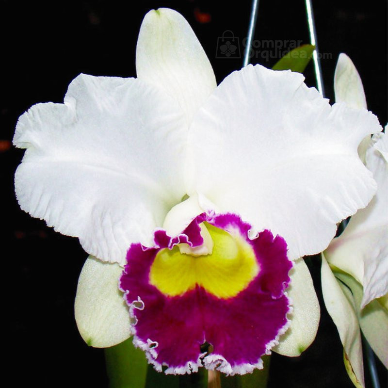 Lc Melody Fair "Sun N2" Adulta