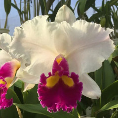 Blc Mishima Flash Adulta