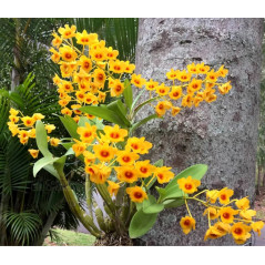 Dendrobium chrysotoxum “oculatum”