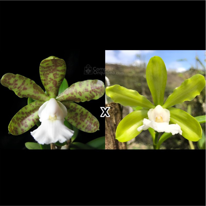 Cattleya aclandiae (albescens x alba) Adulta