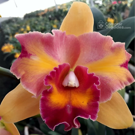 (Pot Egyptian Queen “Innerfire” x C Cuiseag Manka_En(C-2) Adulta