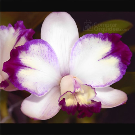 Lc Haw Yuan Angel “Small Beauty”