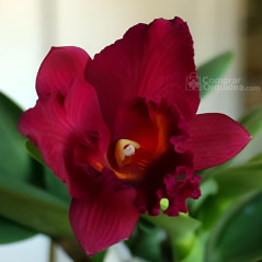 (Blc Toshie Aoki x Slc Wendy’s Valentine) “Red Bauty” Adulta