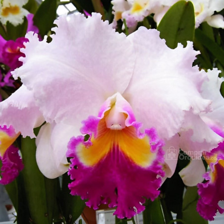 Blc Mishima Monark “Blumen Insel”