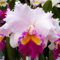 Blc Mishima Monark “Blumen Insel” Adulta