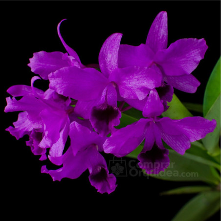 Cattleya bowringiana var. “Rubra” Adulta