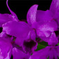 Cattleya bowringiana “Rubra” Adulta