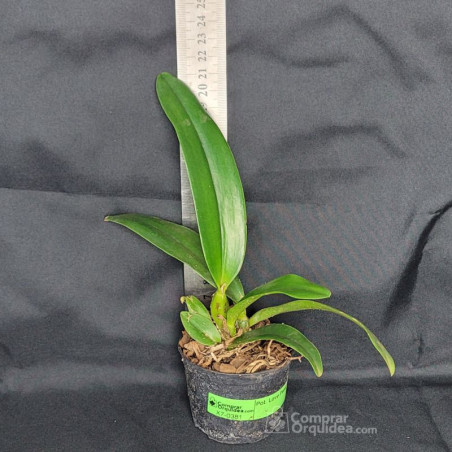 Cattleya  Eldorado s/alba “Fantasia” Muda