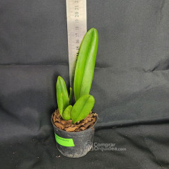 Blc Hawaiian Lightning “Fiesta” Muda