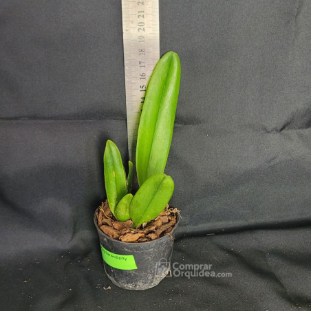 Blc Hawaiian Lightning “Fiesta” Muda