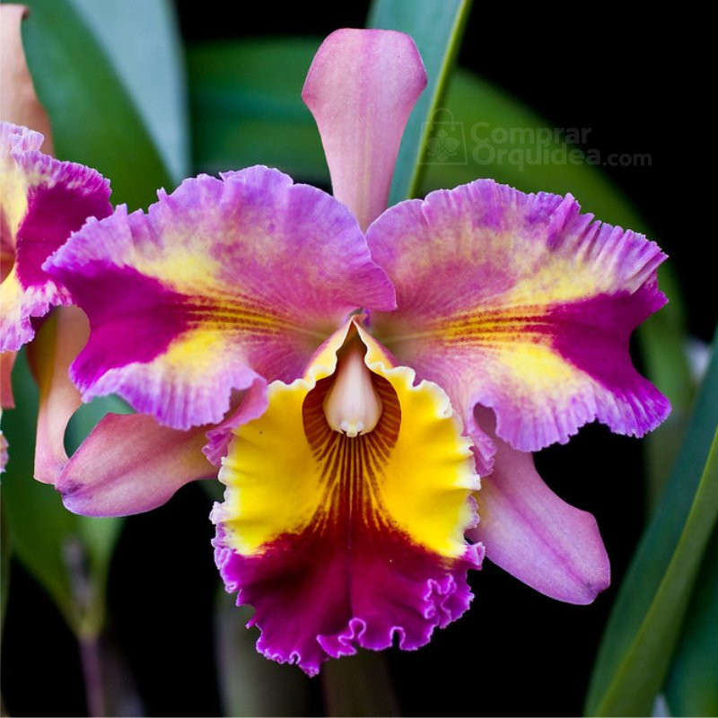 Blc Hawaiian Lightning “Fiesta” Muda