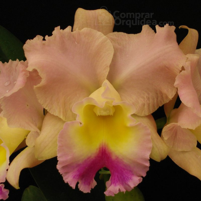 Blc Goldenzelle “Saddle Peak” Muda