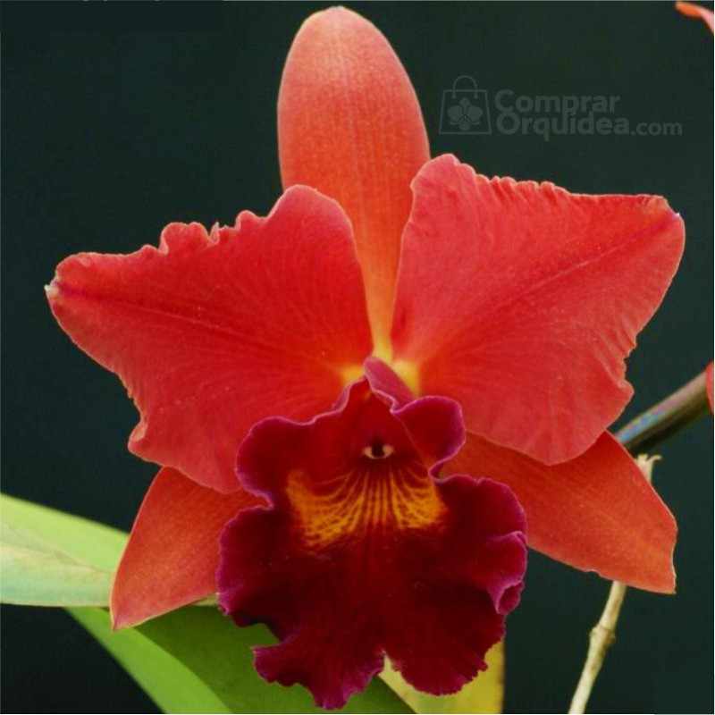 Slc Riffe “Red December” Muda