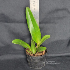 Blc Color Magic ‘Mendenhall’ Muda