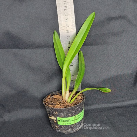 Lc Aqui-Finn 'Nature's Best' Muda