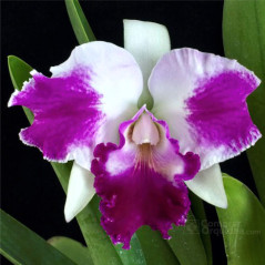 Lc Aqui-Finn 'Nature's Best'