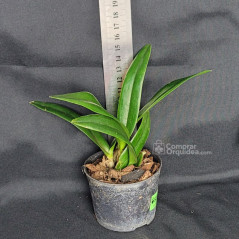 Pot Burana Beauty “Burana” Muda