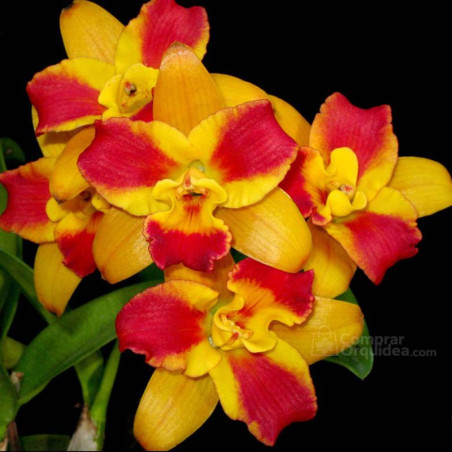 Pot Burana Beauty “Burana”