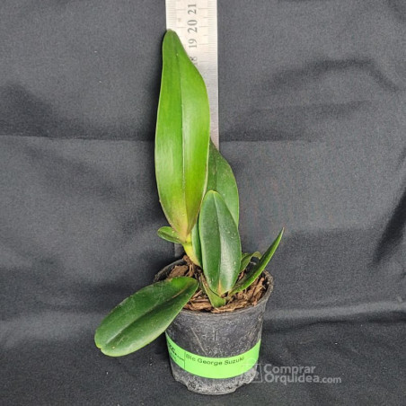 Lc Everett Dirkssein Muda