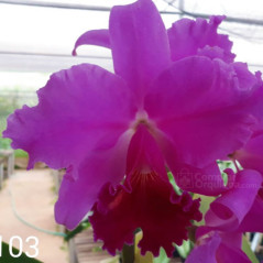 Lc Everett Dirkssein