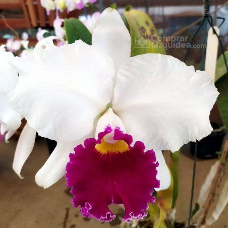 Lc Melody Fair “Carol”