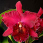 Blc Chia Lin “New City” Muda
