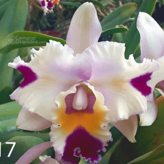 Blc Goldenzelle Egg Nog x Lc. Maris Song Mad Butterfly