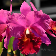 Blc Mem Crispin Rosales “Rolf”