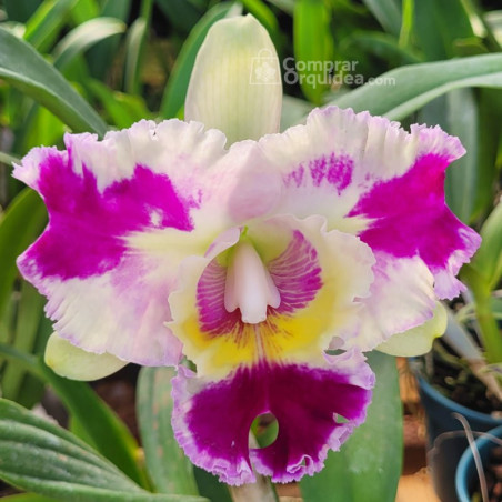 (Lc Mari´s Song x Lc Mem. Robert Strait)