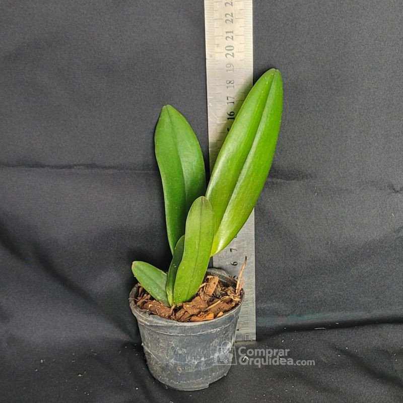 Blc Goldenzelle 'Lemon Chiffon' x Blc Edisto New Berry) Muda