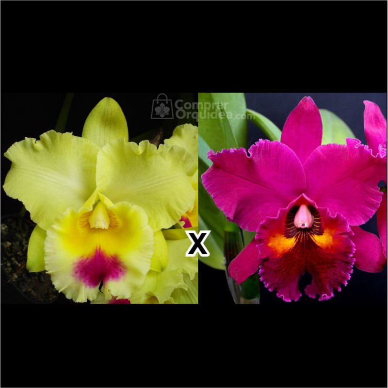 (Blc Goldenzelle ‘Lemon Chiffon’ x Blc Edisto New Berry) Muda