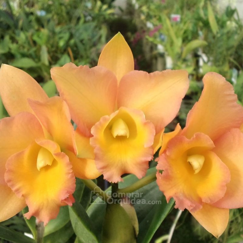 Blc Golden Jubilee Muda