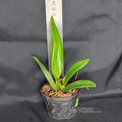 Lc Tropical Pointer “Cheetah” Muda