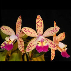 Lc Tropical Pointer “Cheetah”