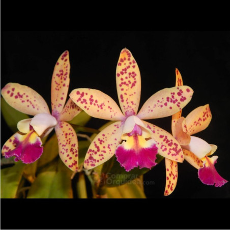 Lc Tropical Pointer “Cheetah”