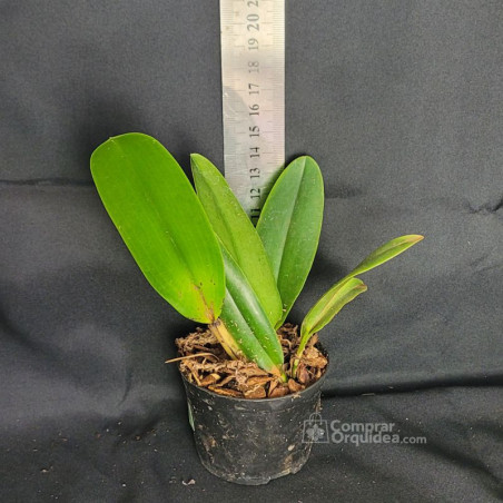 Blc Asia Sunlight 'C.T.Splendor' Muda