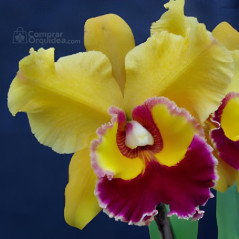 Blc Asia Sunlight 'C.T.Splendor'