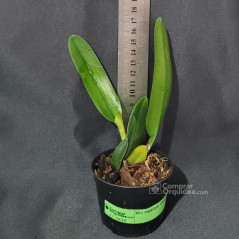 Blc (Rattanakosin x Vichitr Gold) x Blc Golden Slippers Muda