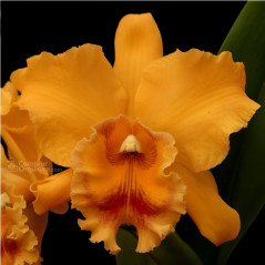 Blc (Rattanakosin x Vichitr Gold) x Blc Golden Slippers
