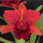 Cattleya Riffe 'Brighton Farms' Muda