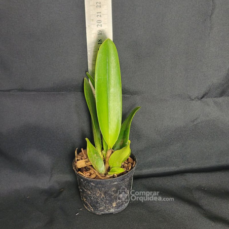 Blc Nobile's Bruno Bruno Muda