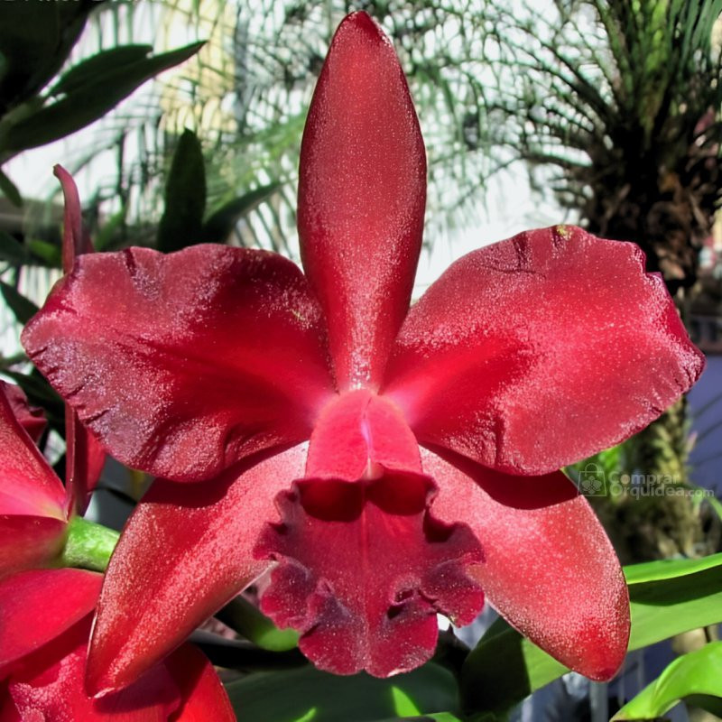 Blc Nobile's Bruno Bruno Muda