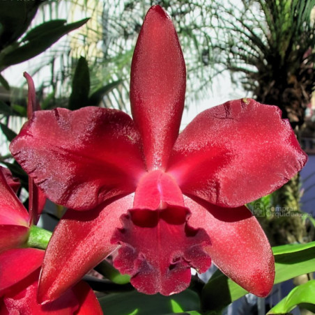 Blc Nobile's Bruno Bruno