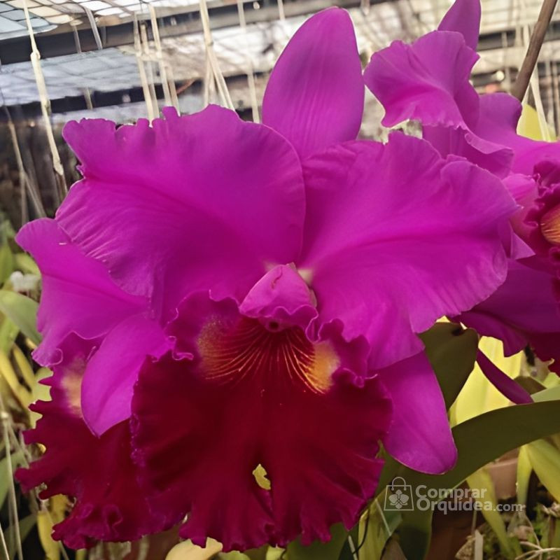 Lc Amy Wakasugi "Yananashi" Muda