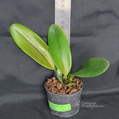 Blc Ann Cleo 'Stars and Stripes' Muda