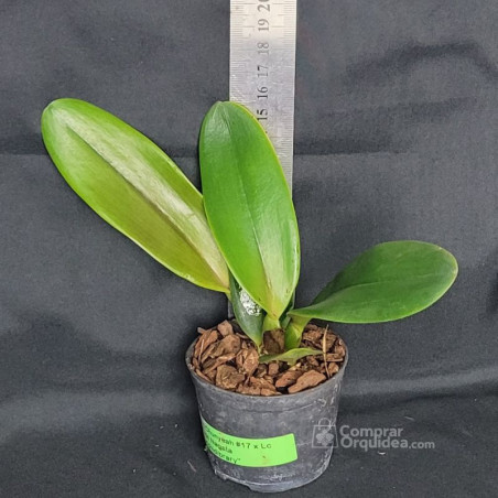 Blc Ann Cleo 'Stars and Stripes' Muda