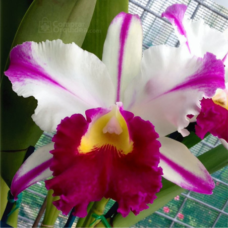 Blc Ann Cleo 'Stars and Stripes'