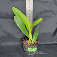 Blc Esmeralda 'Heritage' Muda